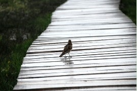 小切口除皱手术